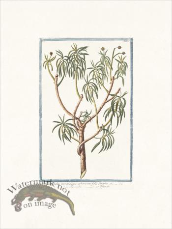 Bonelli 025 Titimale